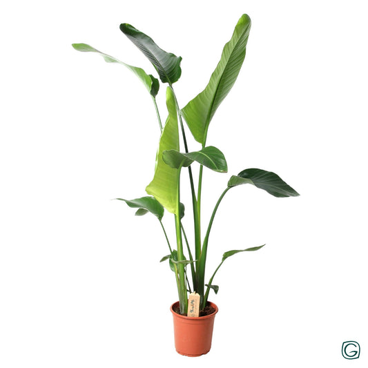 Strelitzia Nicolai - Ø21cm - ↕100cm - Plantabulous