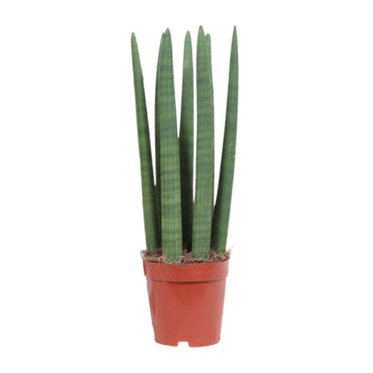 Bogenhanf – Sansevieria Straight – ↑40 cm – Ø12 cm