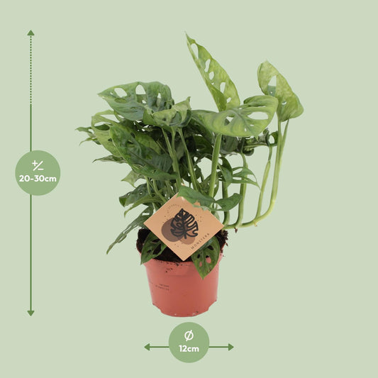 Monstera Monkey - Ø12cm - ↕30cm - Plantabulous