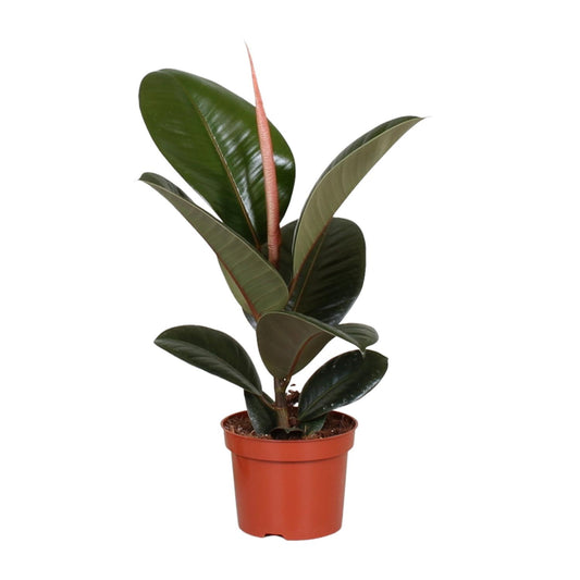 Gummibaum – Ficus Elastica 'Robusta' - ↑35-85 cm - Ø12-27 cm