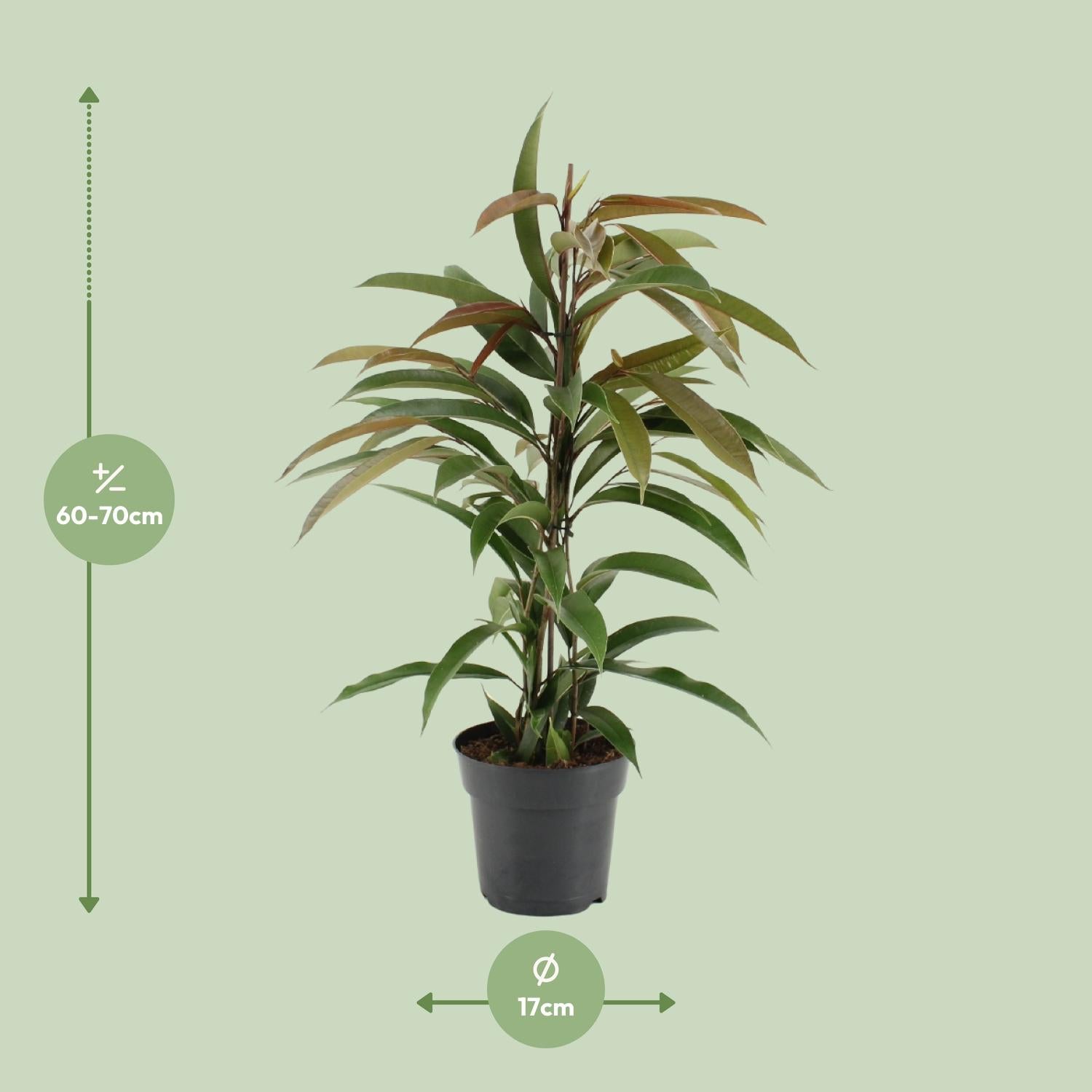 Ficus Binnendijkii Amstel King - Ø17cm - ↕70cm - Plantabulous