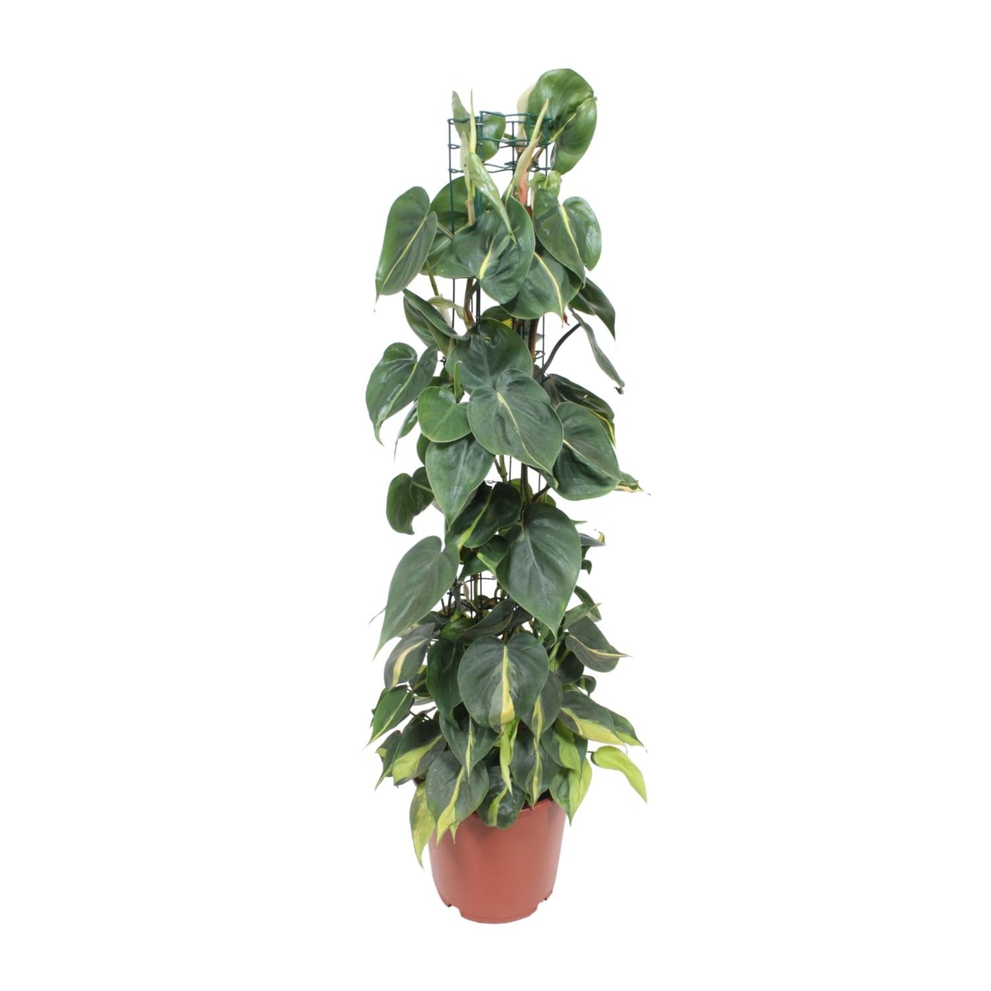 Philodendron – Philodendron Scandens Brasil – ↑120 cm – Ø24 cm