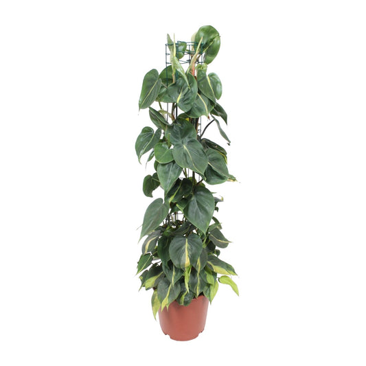 Philodendron – Philodendron Scandens Brasil – ↑120 cm – Ø24 cm