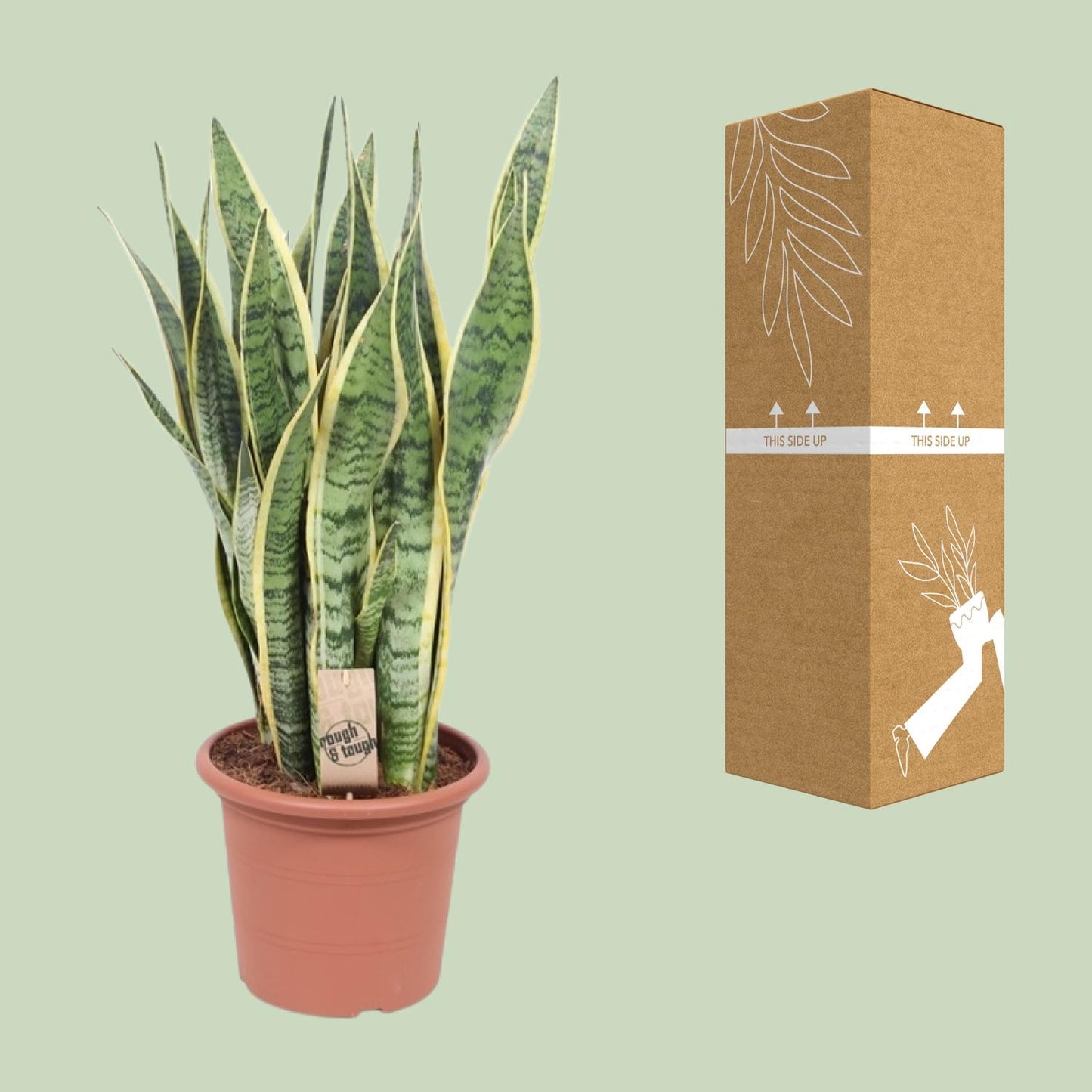 Bogenhanf – Sansevieria Trifasciata Laurentii – ↑85 cm – Ø25 cm