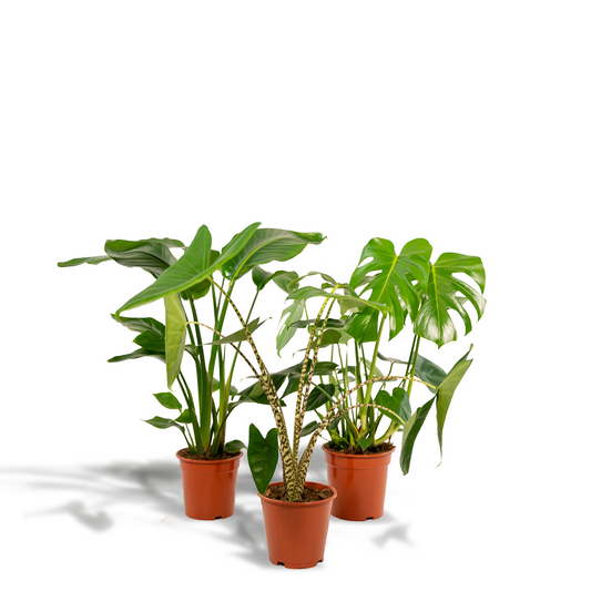 Pflanzen Set – 3 Pflanzen - Monstera Deliciosa - 75cm - Ø21cm - Alocasia Zebrina - 75cm - Ø19cm - Strelitzia Nicolai - 85cm - Ø19cm - Plantabulous