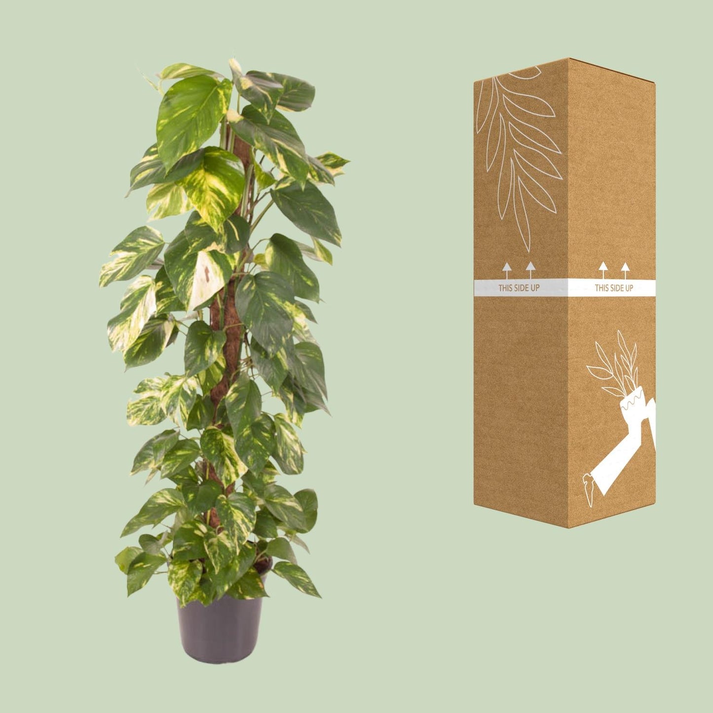 Efeutute – Epipremnum 'Pinnatum' – ↑120 cm – Ø24 cm