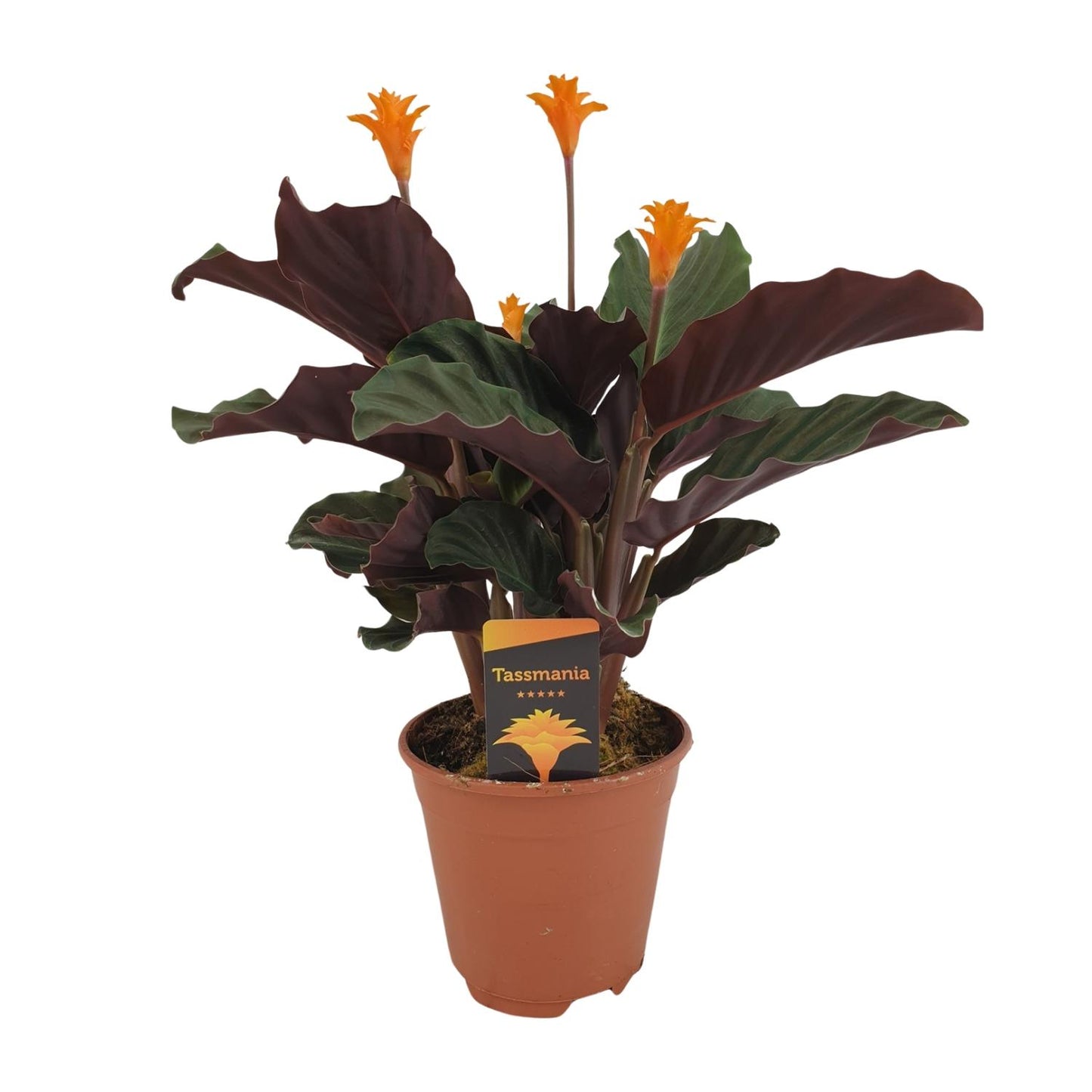 Korbmarante – Calathea Crocata – ↑40 cm – Ø14 cm