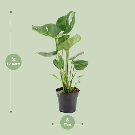 Monstera Deliciosa - Ø17cm - ↕60cm - Plantabulous