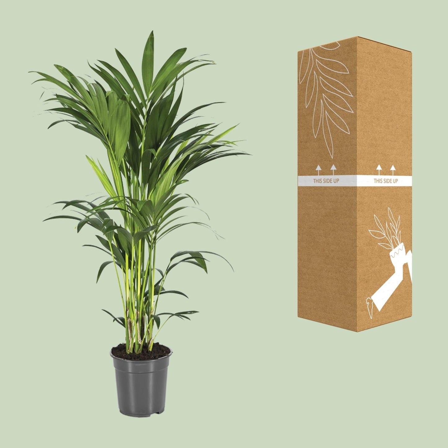 Howea Forsteriana - Ø21cm - ↕100cm - Plantabulous