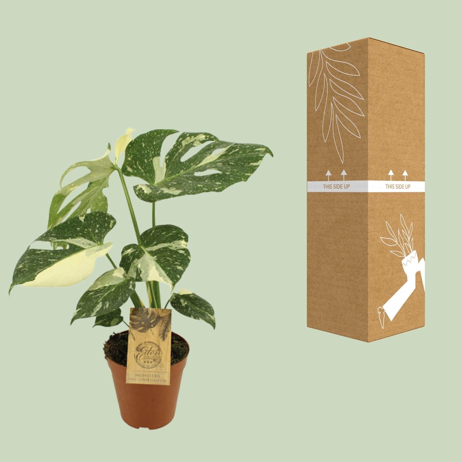 Monstera Thai Constellation - Ø15cm - ↕50cm - Plantabulous