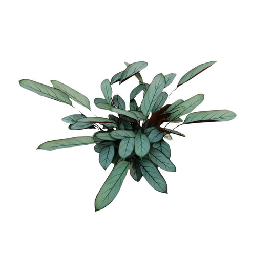 Ctenanthe Oppenheimiana - Ø17cm - ↕70cm - Plantabulous