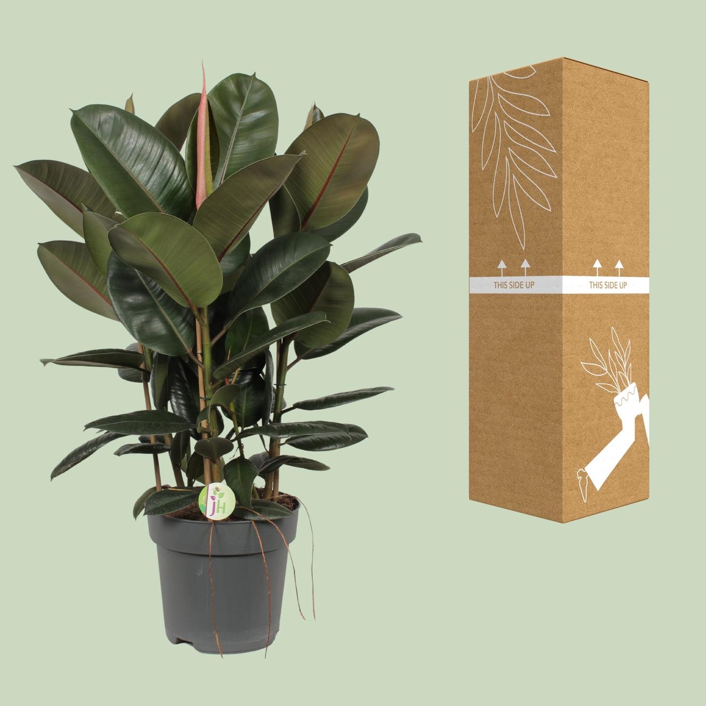 Gummibaum – Ficus Robusta – ↑90 cm – Ø27 cm