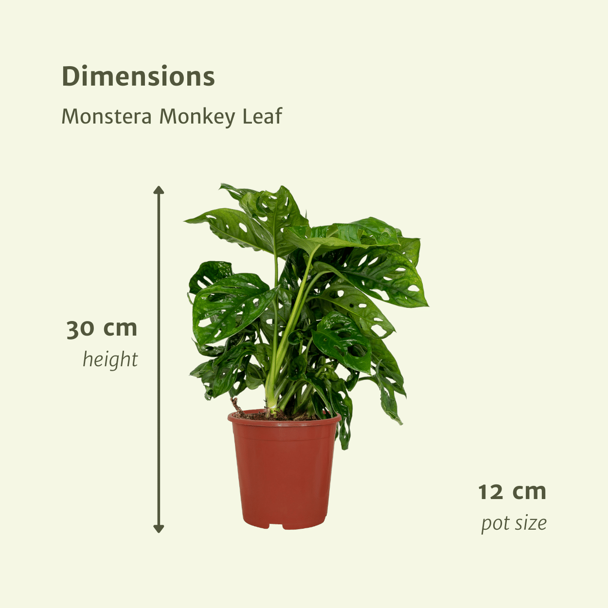 Pflanzen Set – 2 Pflanzen – Lochpflanze – Monstera 'Monkey Leaf' – ↑30 cm – Ø12 cm
