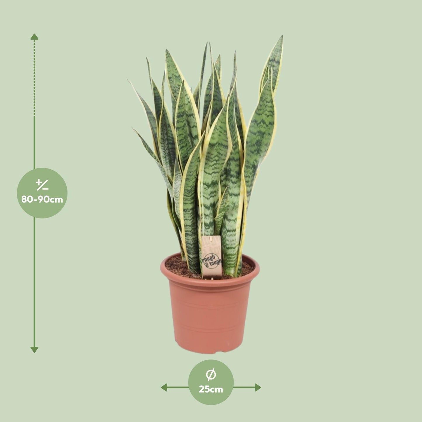 Bogenhanf – Sansevieria Trifasciata Laurentii – ↑85 cm – Ø25 cm
