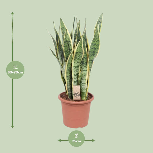 Bogenhanf – Sansevieria Trifasciata Laurentii – ↑85 cm – Ø25 cm