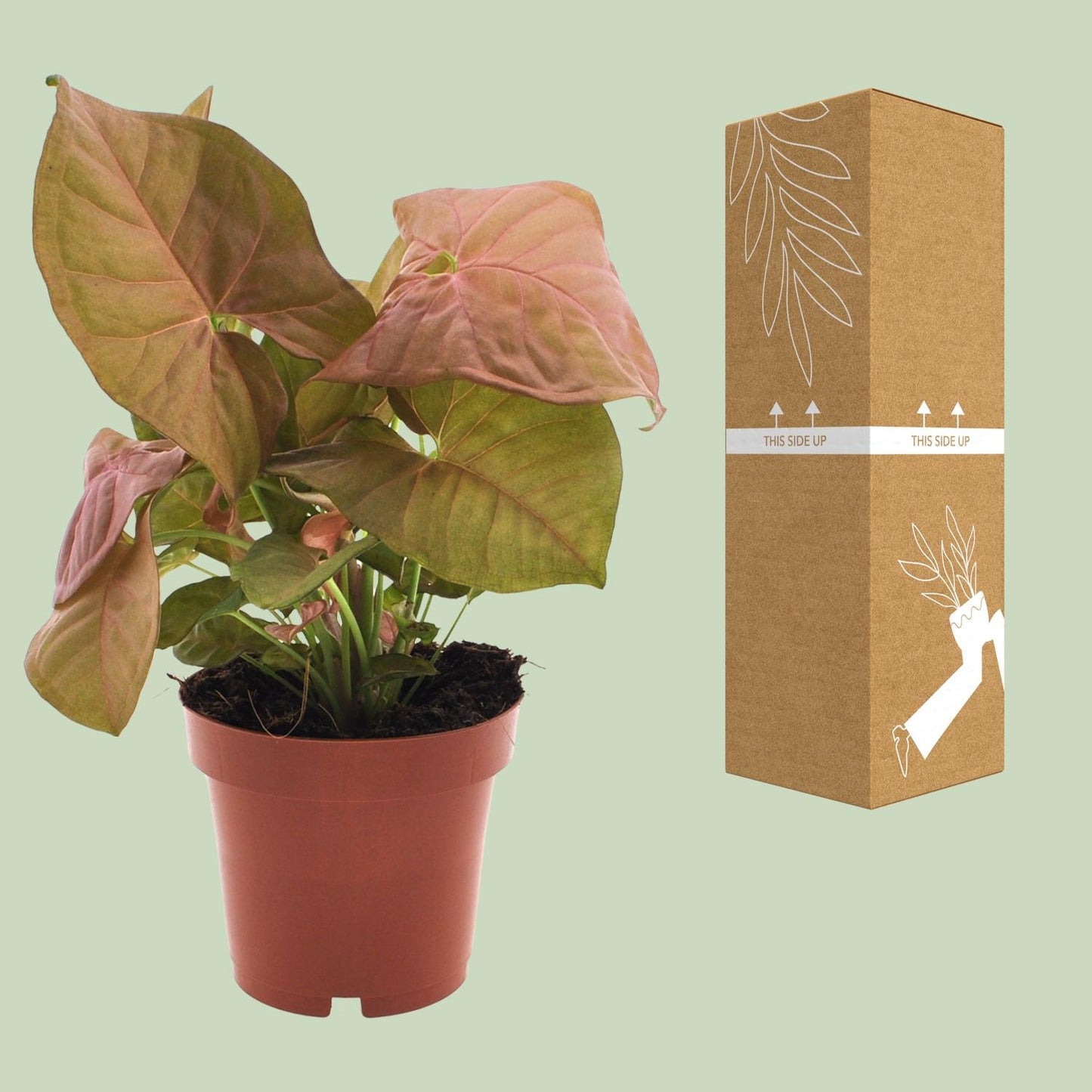 Purpurtute – Syngonium 'Neon' – ↑25 cm – Ø12 cm