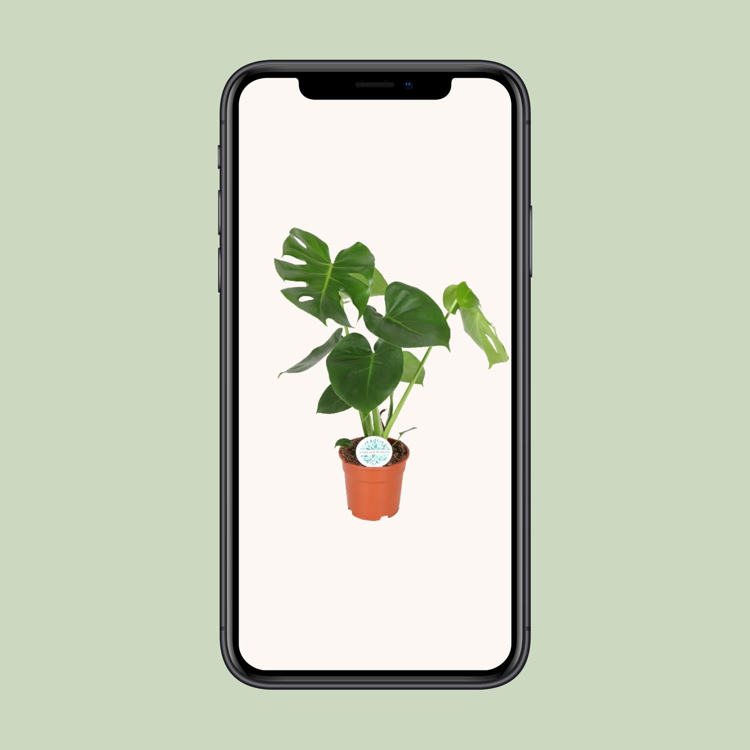 Fensterblatt – Monstera deliciosa – 55 cm – Ø17 cm - Plantabulous