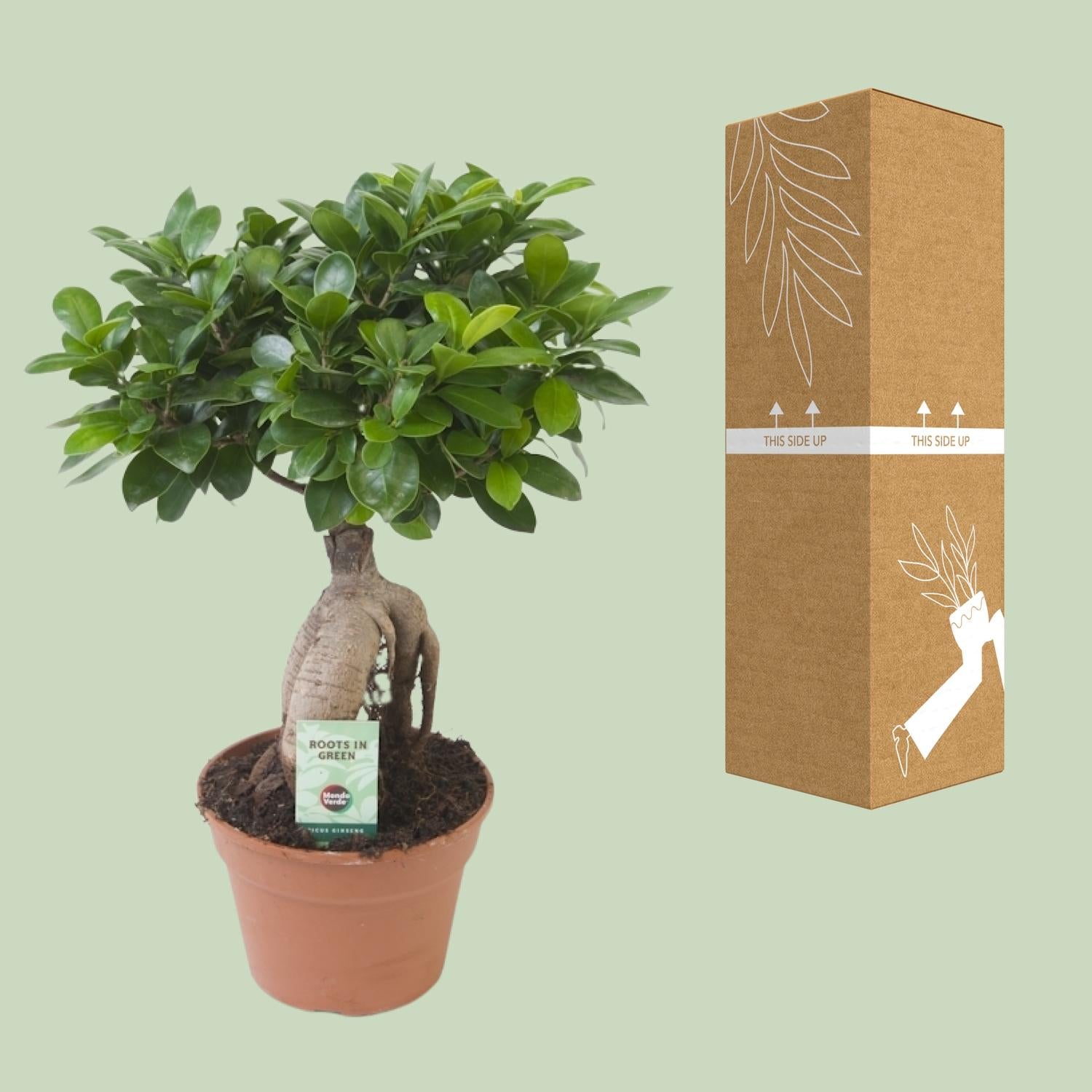 Ficus Ginseng - Ø17cm - ↕40cm - Plantabulous