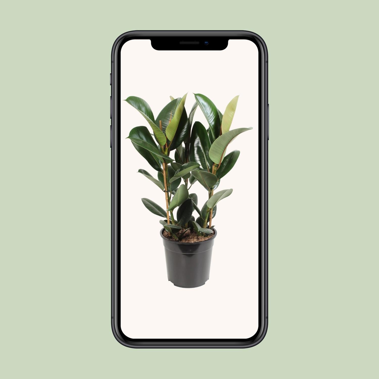Ficus Elastica Robusta - Ø27cm - ↕85cm - Plantabulous