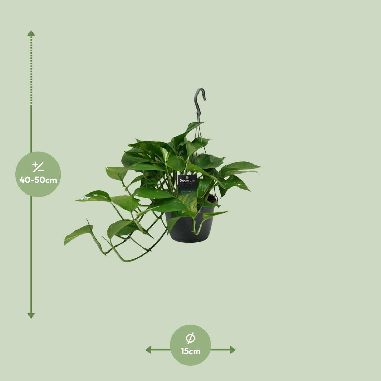 Scindapsus (Epipremnum) - Ø15cm - ↕45cm - Plantabulous