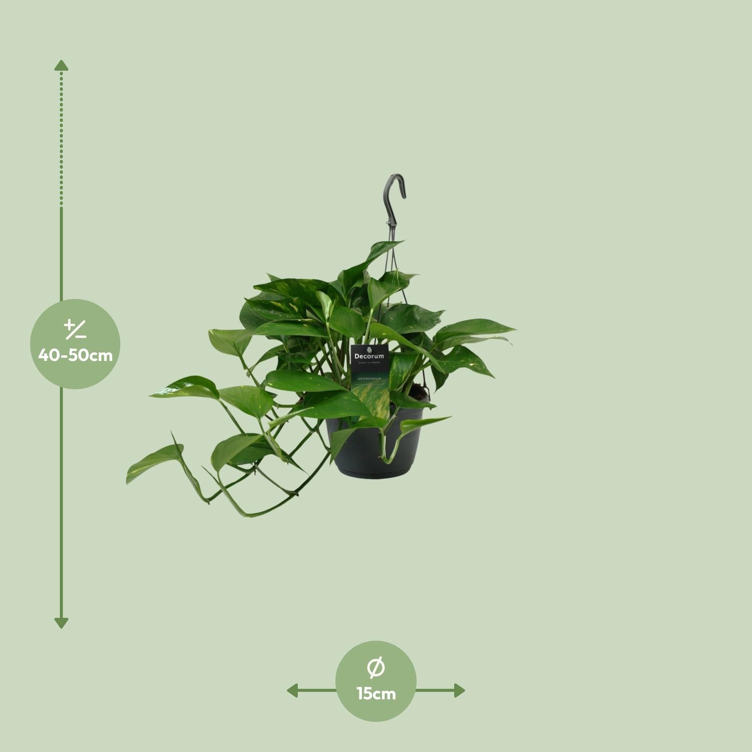 Scindapsus (Epipremnum) - Ø15cm - ↕45cm - Plantabulous