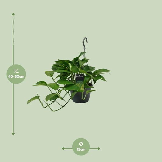 Scindapsus (Epipremnum) - Ø15cm - ↕45cm - Plantabulous