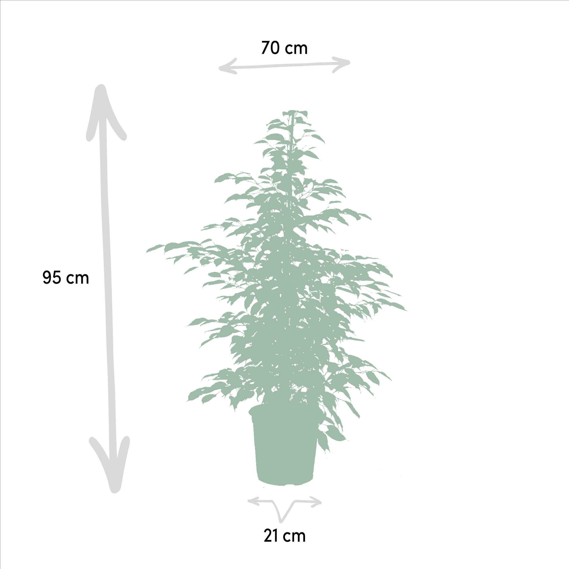 Pflanzen Set – 3 Pflanzen – 95 cm– Ø21 cm  – Ficus Benjamina 'Danielle' – Ficus Benjamina 'Twilight' – Ficus Microcarpa 'Moclame' - Plantabulous