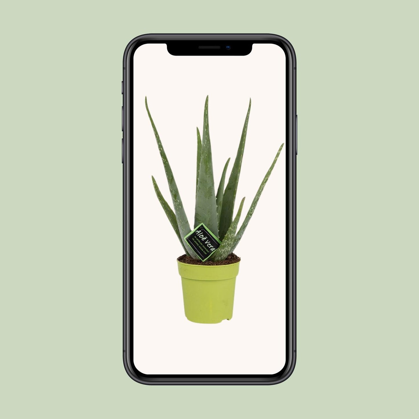 Aloe Vera – ↑45 cm – Ø12 cm