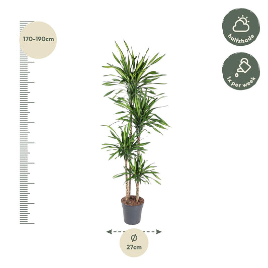 Drachenbaum – Dracaena deremensis 'Riki' – 180 cm – Ø27 cm - Plantabulous