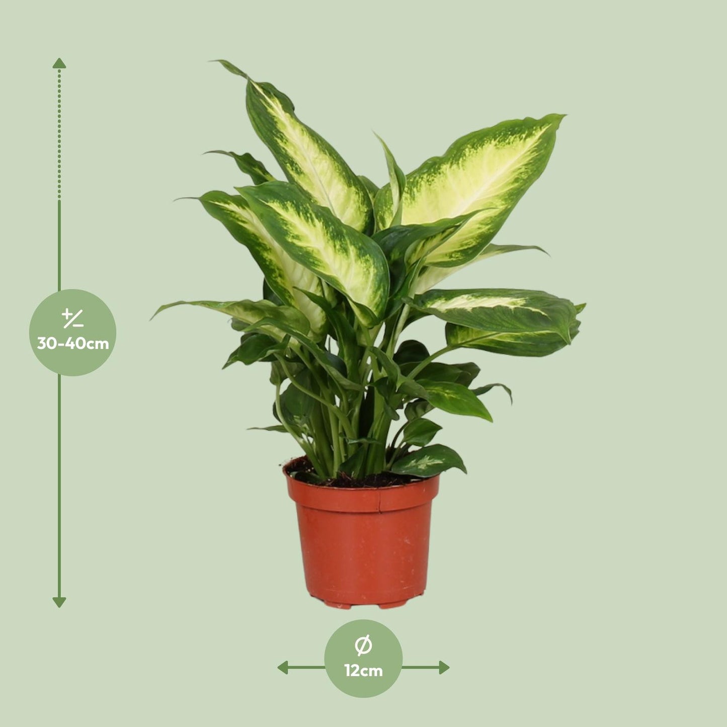 Dieffenbachie – Dieffenbachia Camilla – ↑35 cm – Ø12 cm