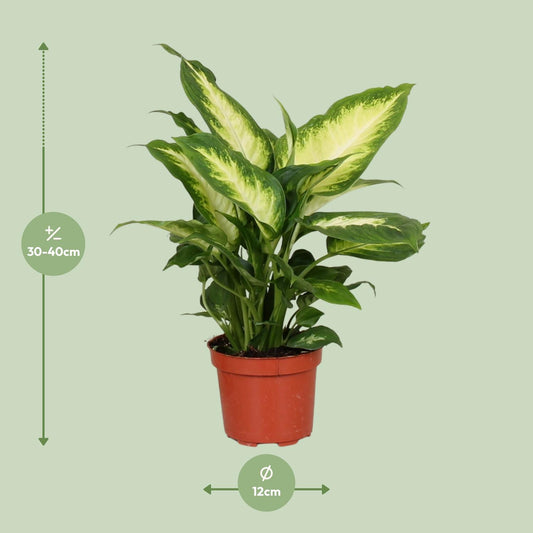 Dieffenbachie – Dieffenbachia Camilla – ↑35 cm – Ø12 cm