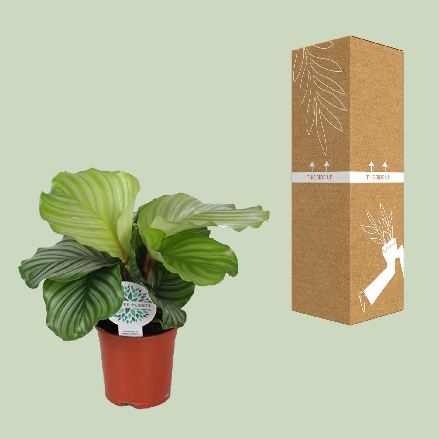 Calathea Orbifolia - Ø14cm - ↕45cm - Plantabulous