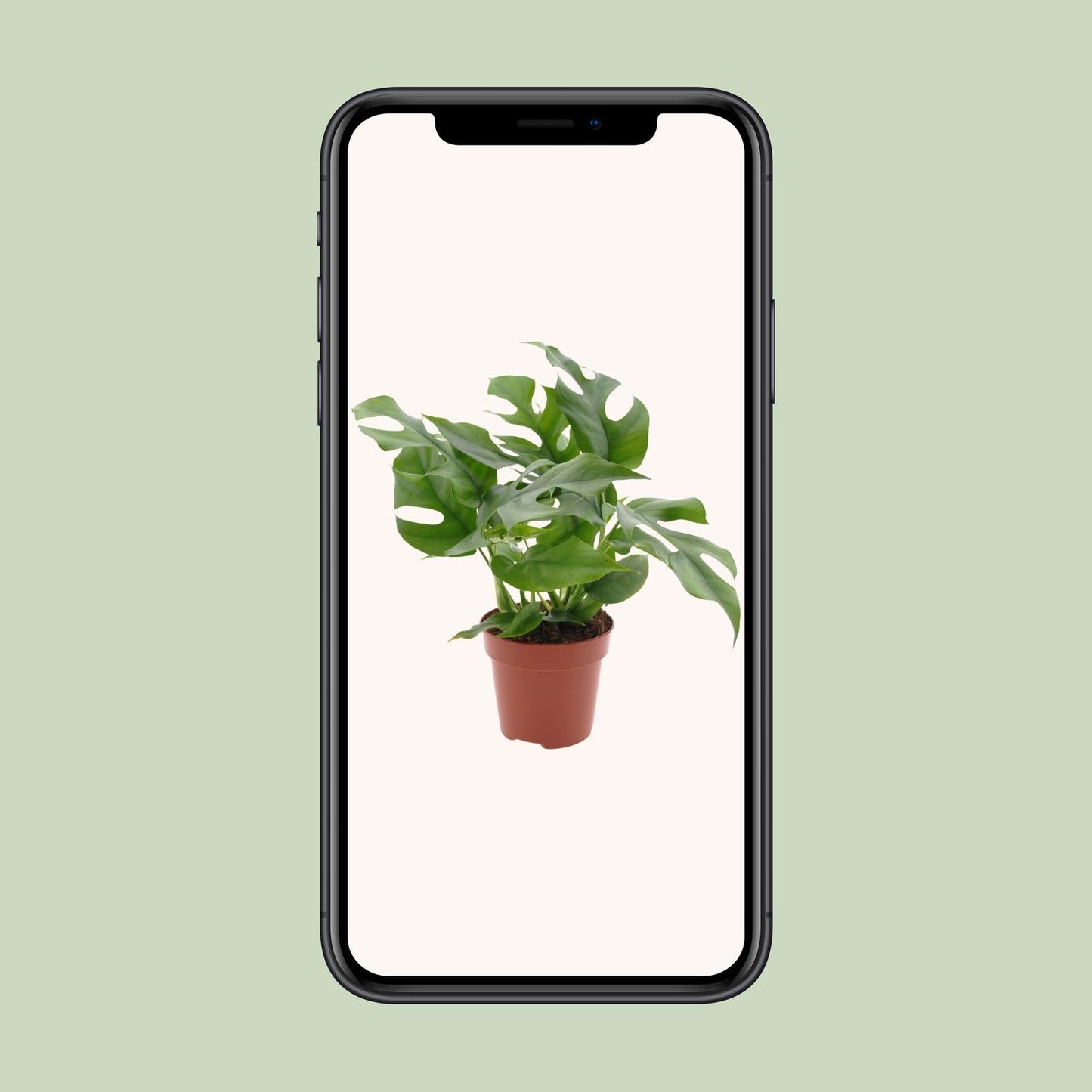 Monstera Minima - Ø12cm - ↕25cm - Plantabulous