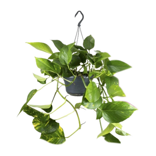 Efeutute – Epipremnum aureum – 25 cm – Ø15 cm - Plantabulous