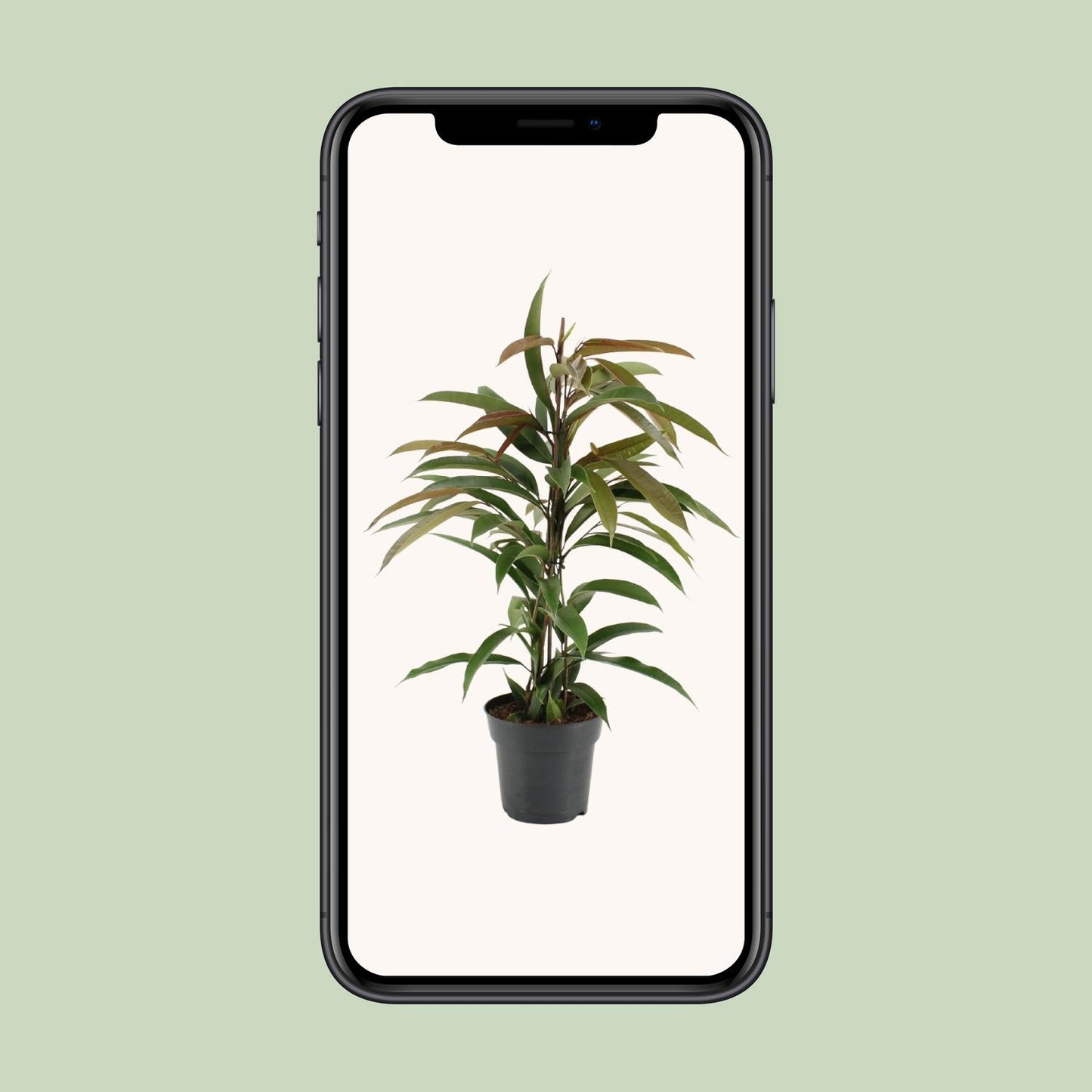 Ficus Binnendijkii Amstel King - Ø17cm - ↕70cm - Plantabulous