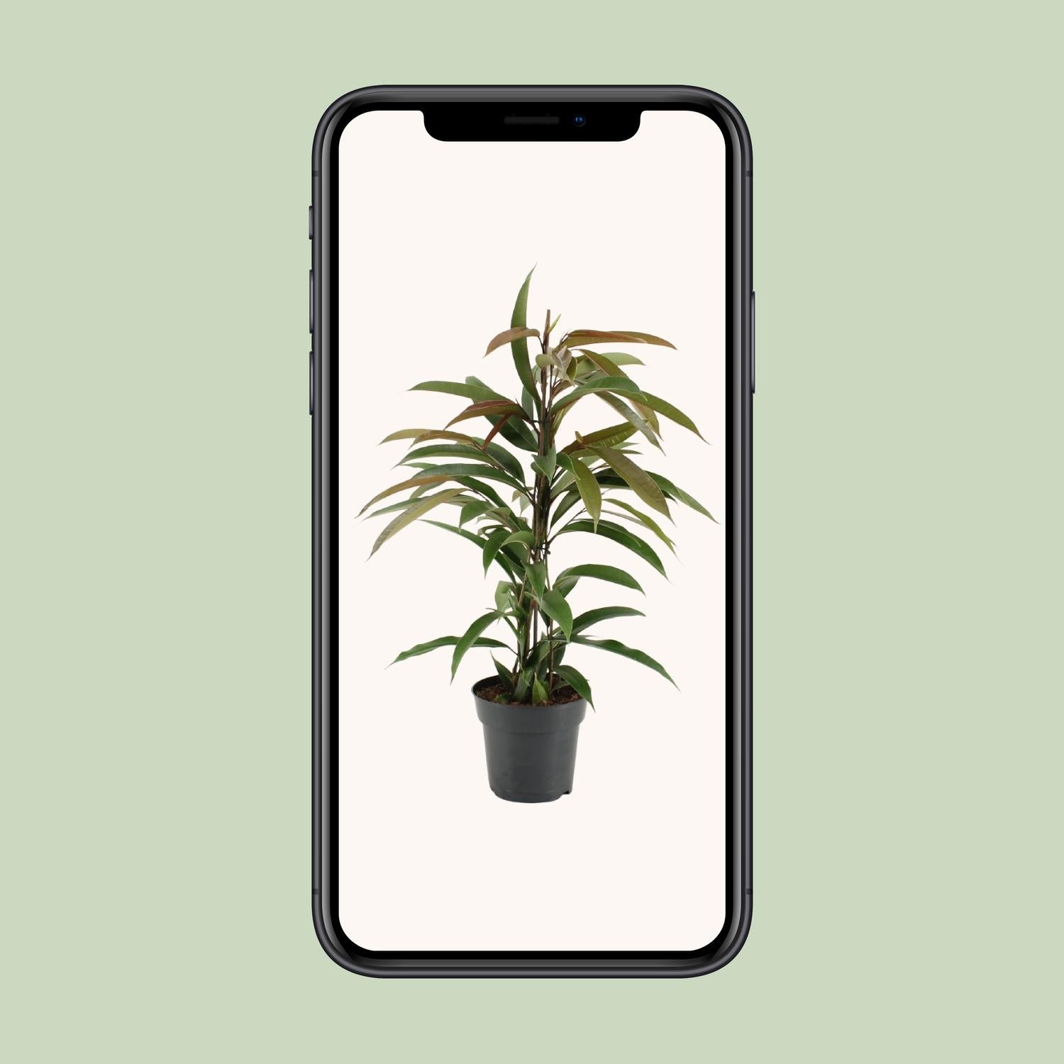 Ficus Binnendijkii Amstel King - Ø17cm - ↕70cm - Plantabulous