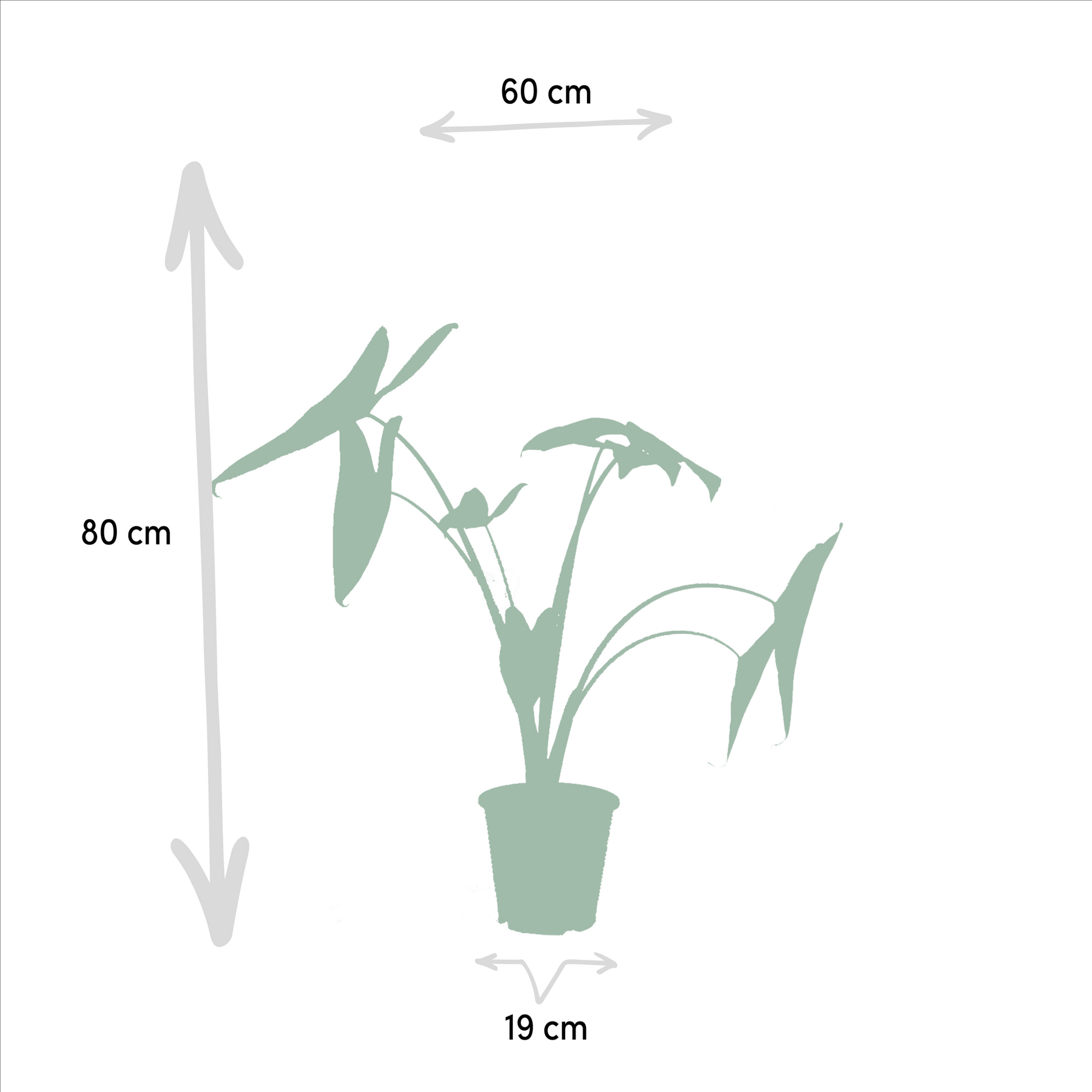 Pflanzen Set – 3 Pflanzen - Monstera Deliciosa - 75cm - Ø21cm - Alocasia Zebrina - 75cm - Ø19cm - Strelitzia Nicolai - 85cm - Ø19cm - Plantabulous
