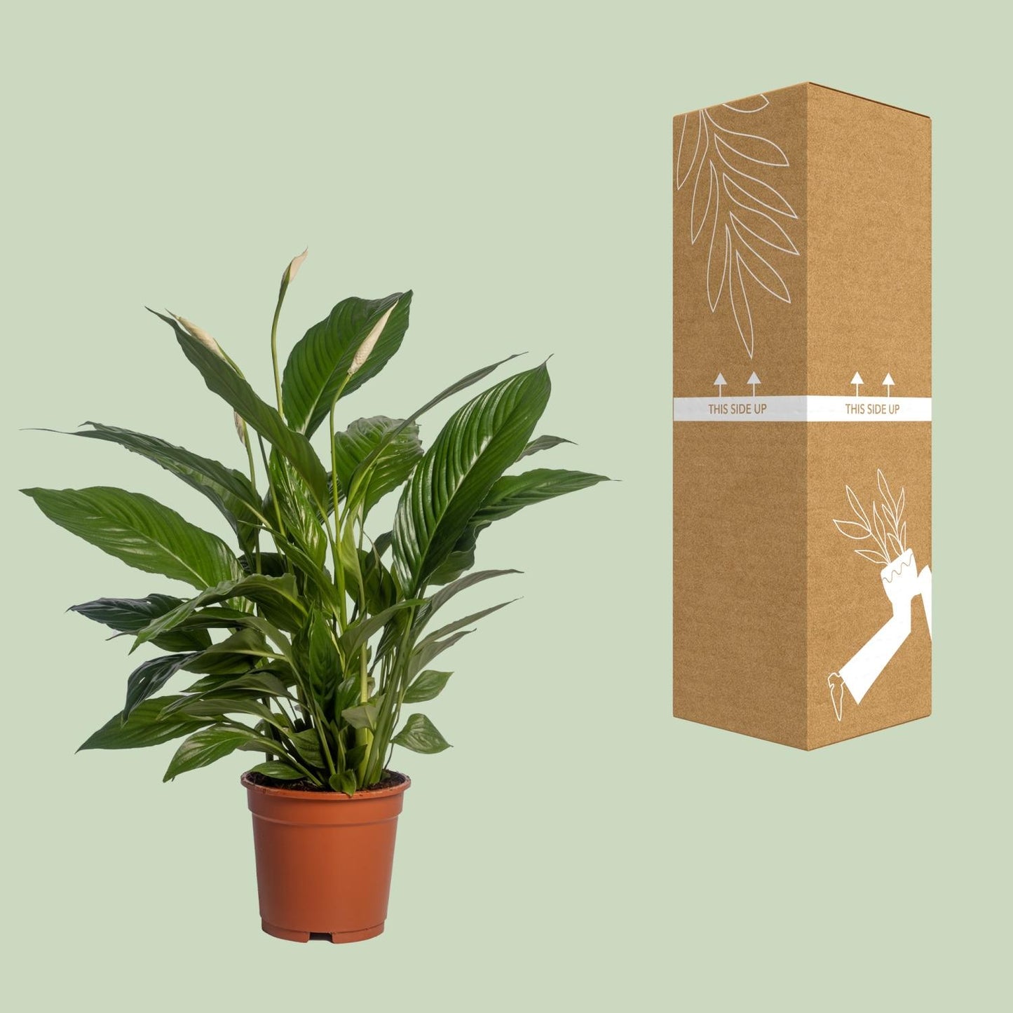Einblatt – Spathiphyllum 'Vivaldi' – ↑70 cm – Ø17 cm
