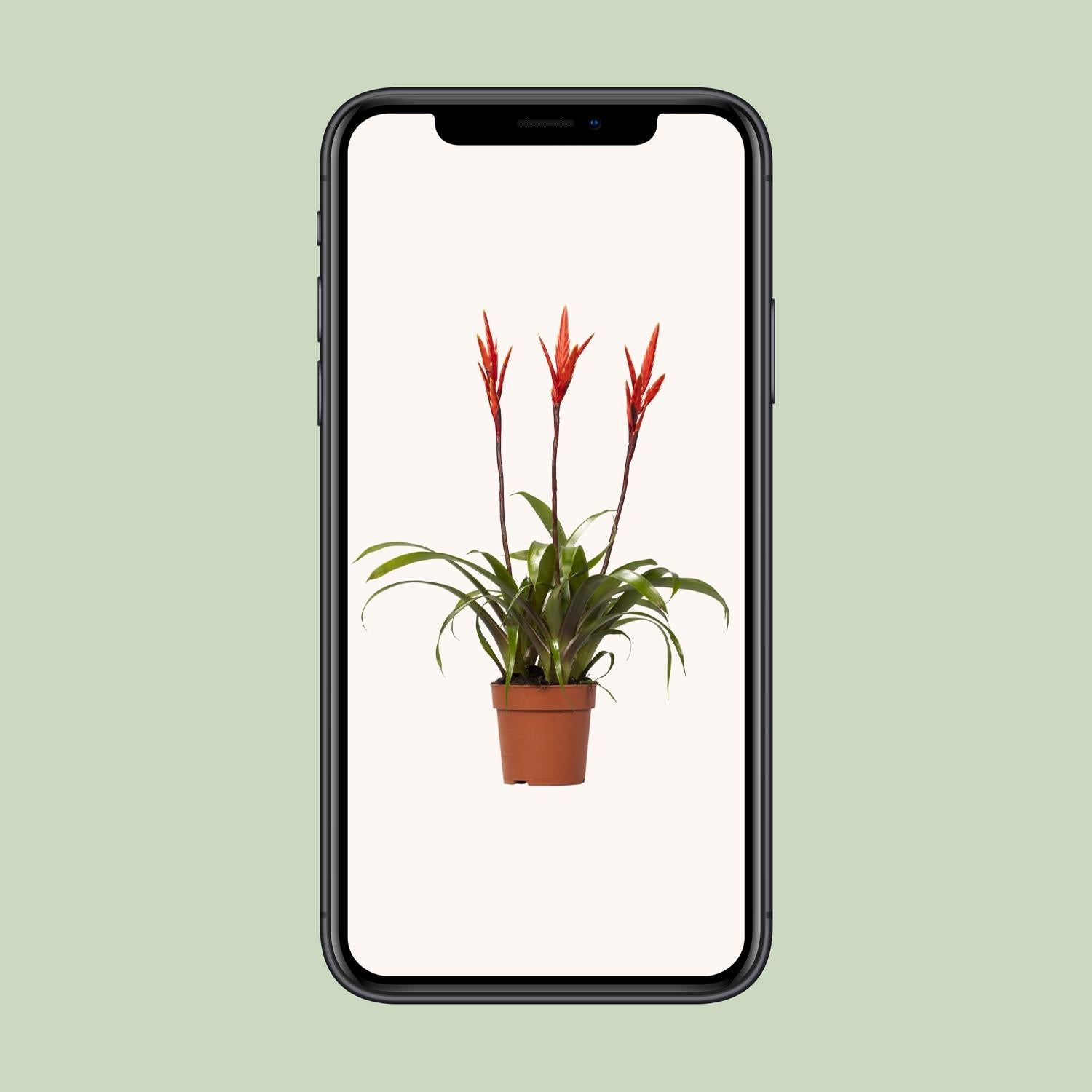 Vriesea Elan Toef - Ø12cm - ↕55cm - Plantabulous
