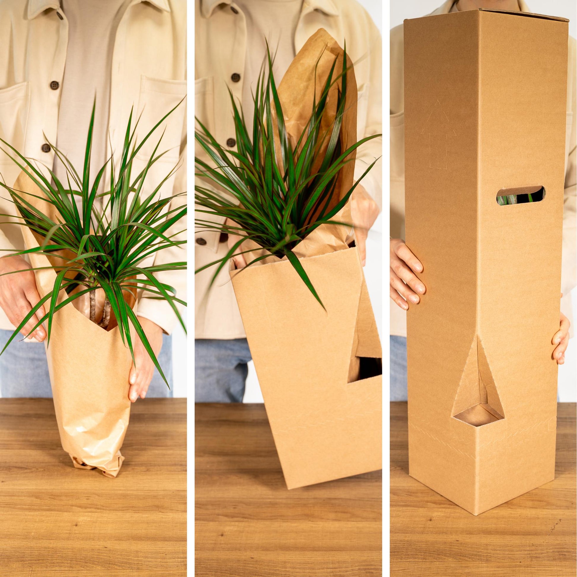 Pflanzen Set – 8 Pflanzen – Ø12 cm - Plantabulous