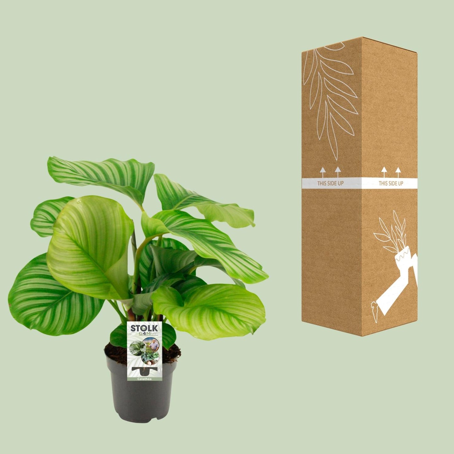 Korbmarante – Calathea orbifolia – 14 cm – Ø50 cm - Plantabulous