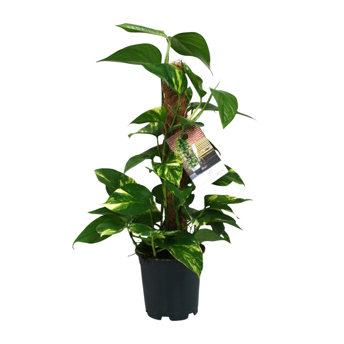 Scindapsus Epipremnum - Ø15cm - ↕50cm - Plantabulous