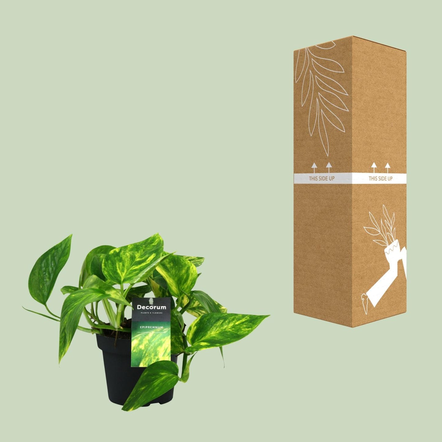Efeutute – Scindapsus 'Pinnatum HiColor' (Epipremnum) – ↑20 cm – Ø12 cm