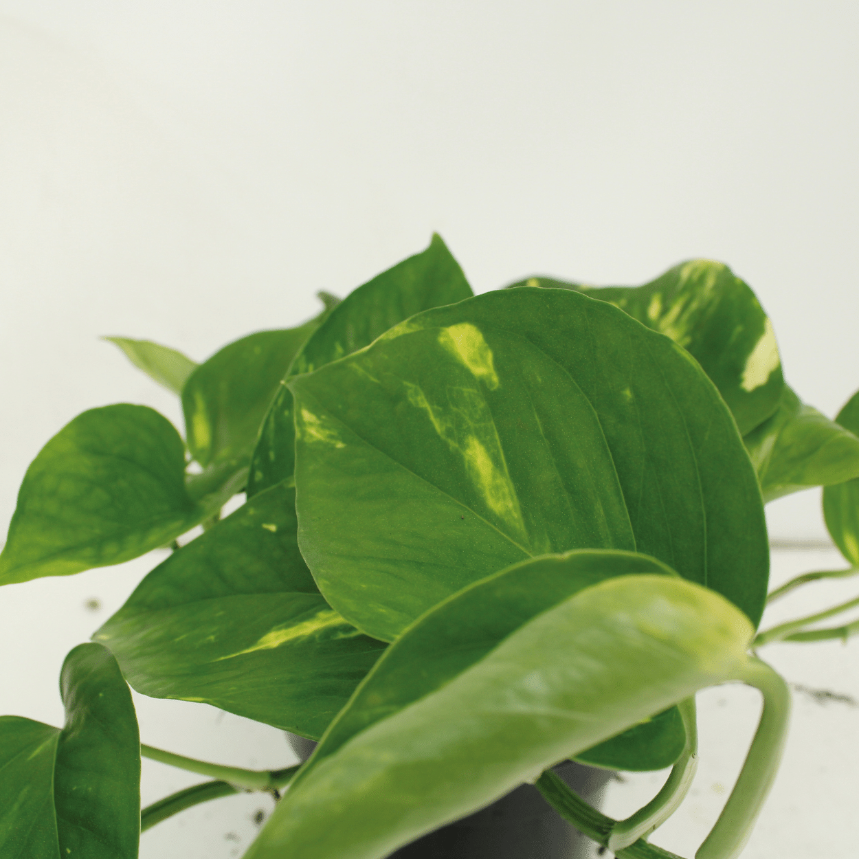 Pflanzen Set – 2 Pflanzen – Efeutute – Epipremnum 'Aureum' (Scindapsus) – ↑25 cm – Ø15 cm