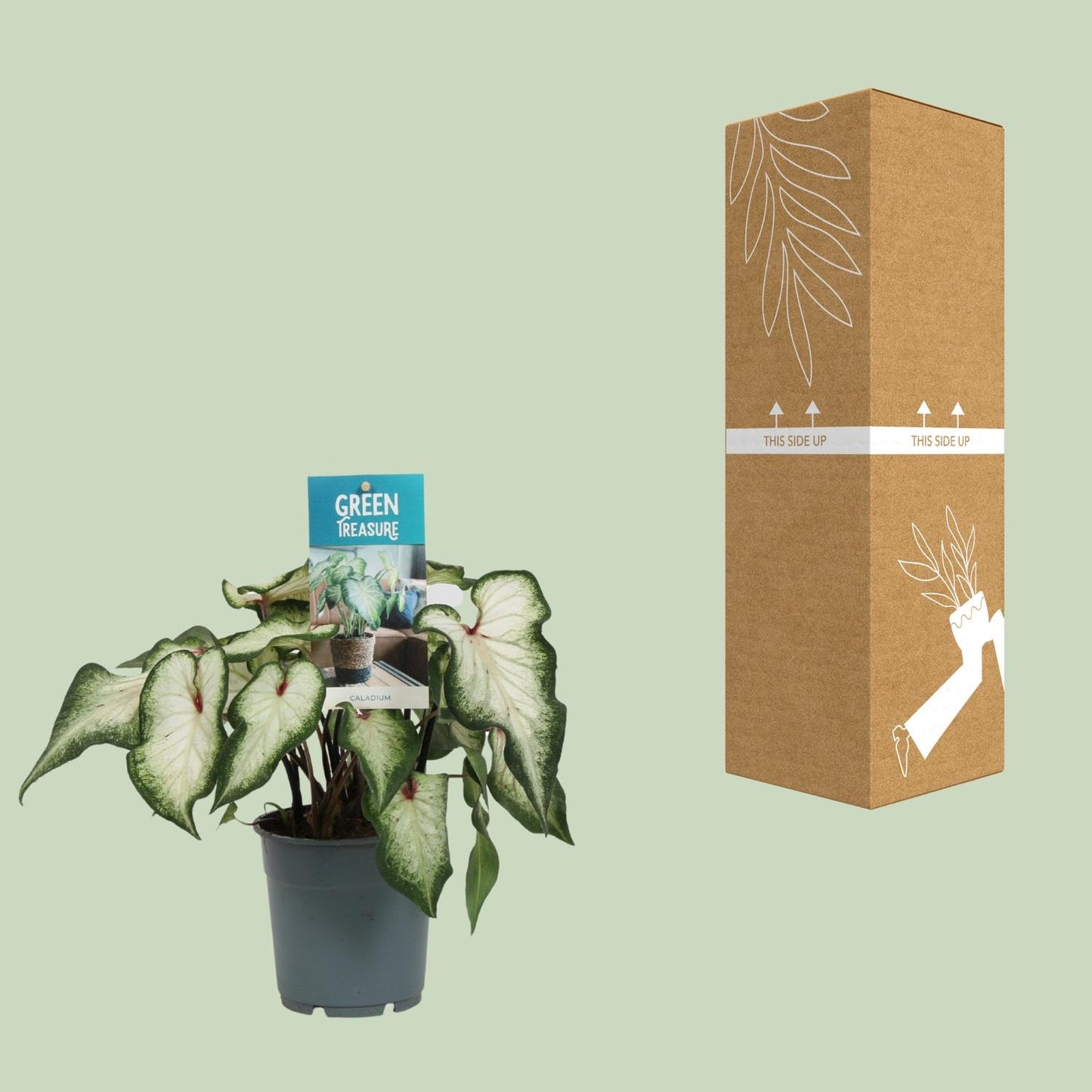 Caladium Wit - Ø12cm - ↑25cm