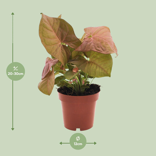 Purpurtute – Syngonium 'Neon' – ↑25 cm – Ø12 cm