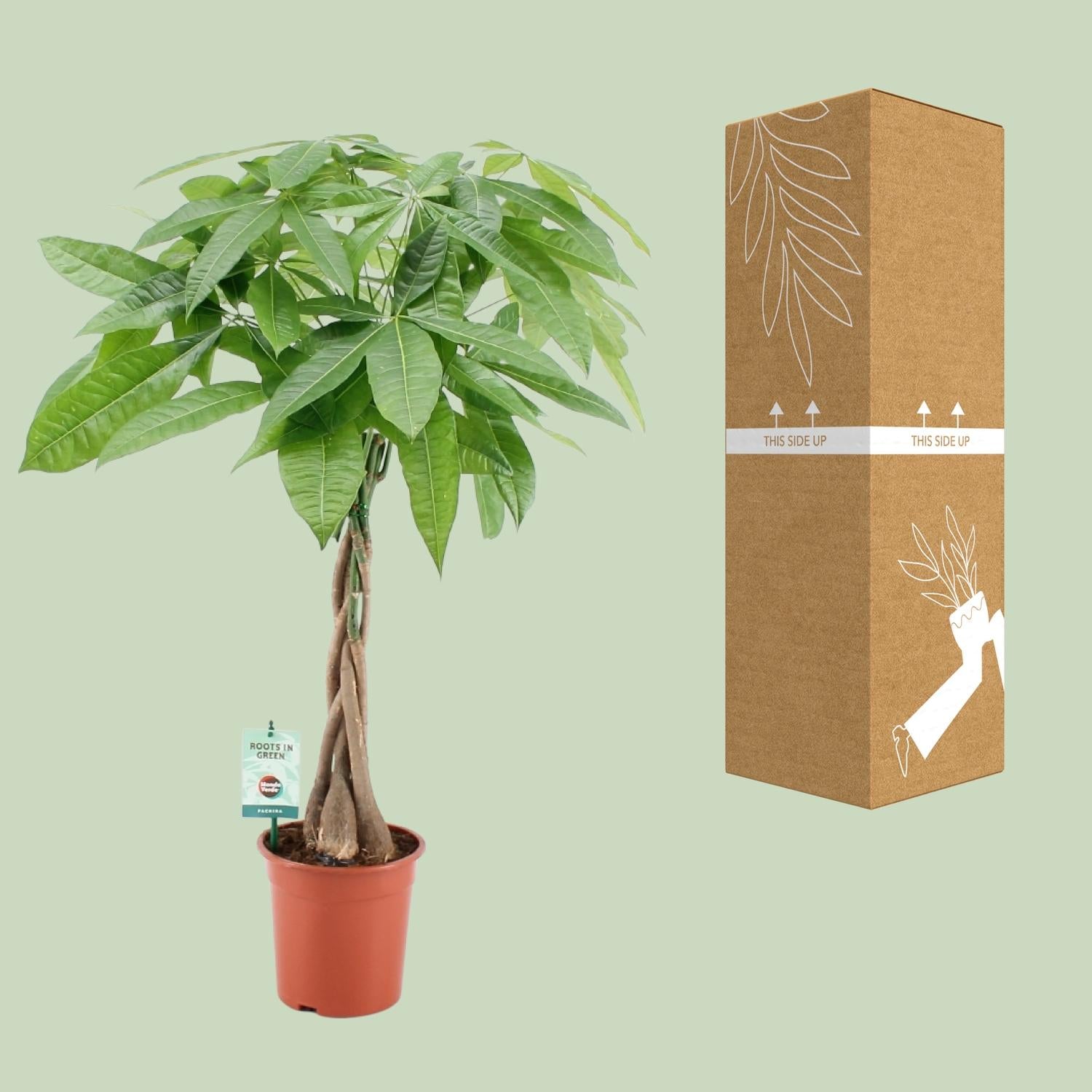 Pachira Aqautica - Ø19cm - ↕80cm - Plantabulous