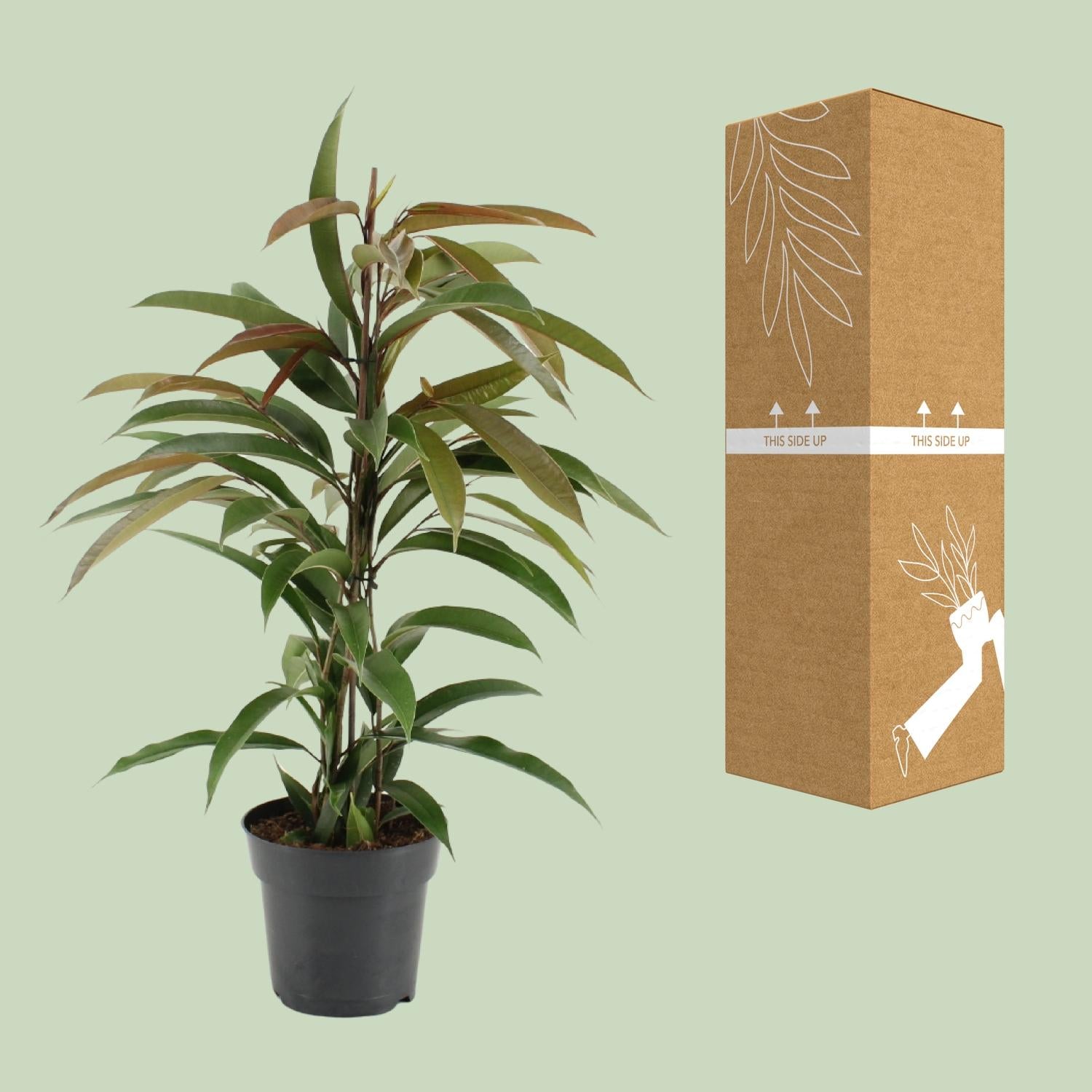 Ficus Binnendijkii Amstel King - Ø17cm - ↕70cm - Plantabulous