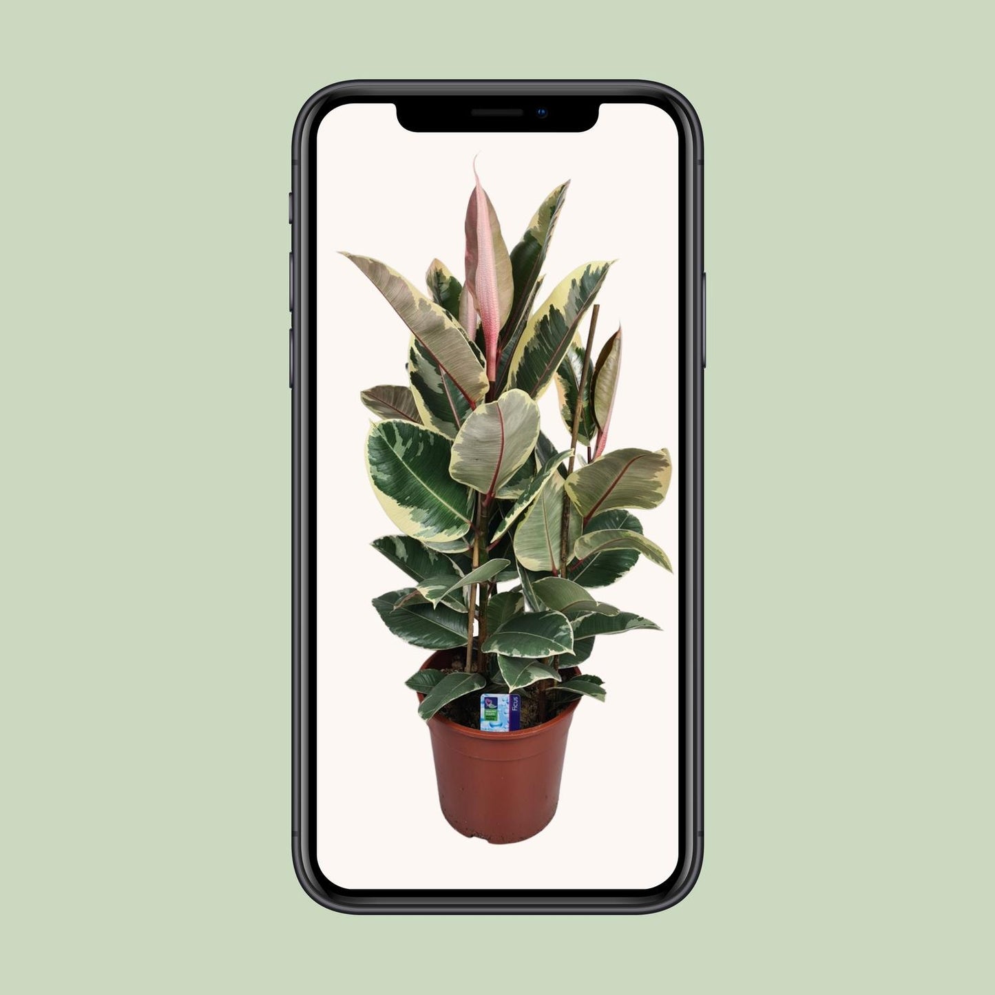 Gummibaum – Ficus 'Elastica Tineke' – ↑85 cm – Ø27 cm