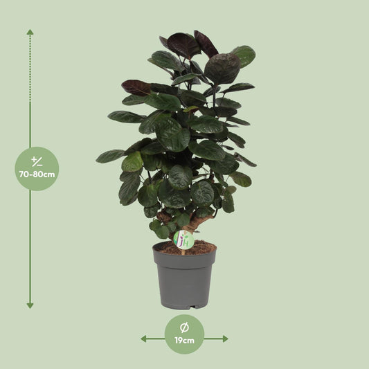 Aralienbaum – Polyscias Scutellaria 'Fabian' – ↑60 cm – Ø19 cm